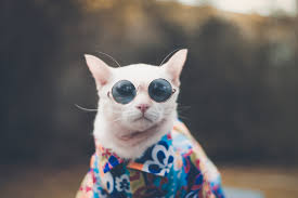 Дрехи за котки
